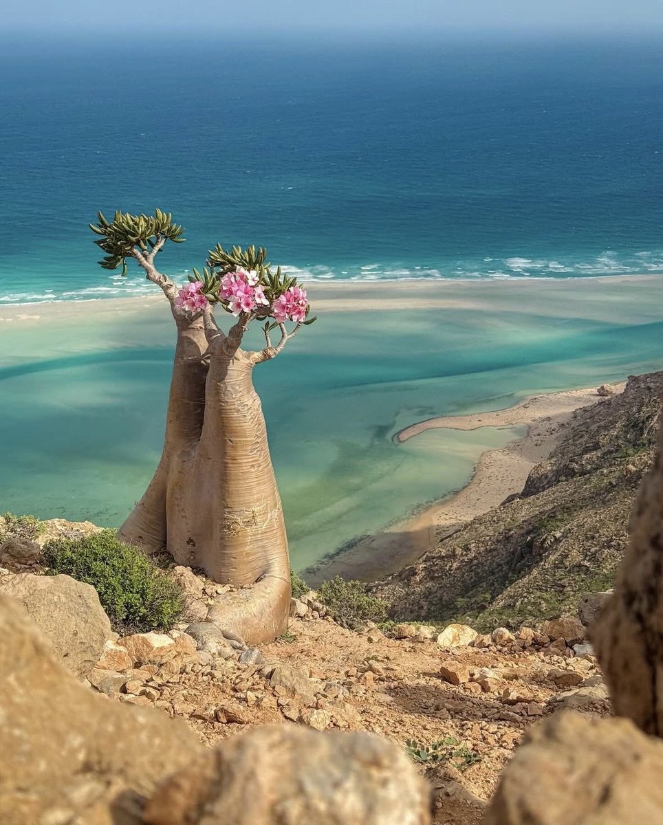 كان يصل الاماراتيين اليها فنشعر بالضجر منهم ويتولد في خاطر السكان المحليين الوجع والقهر كونهم يرون غاصبا لايريد بهم خيرا يتبختر في جزيرتهم بكل عنجهية..
الان وقد رحلوا وقد اعلنت الخطوط الجوية عن رحلات مباشرة من جده الى #سقطرى فكلنا أمل أن نسعد برؤية الالاف من اشقاءنا السعوديين وهم