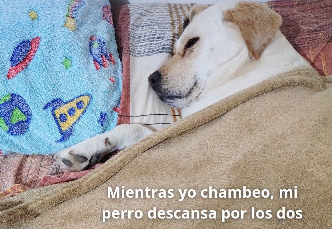 DiloConPerritos's tweet image. 