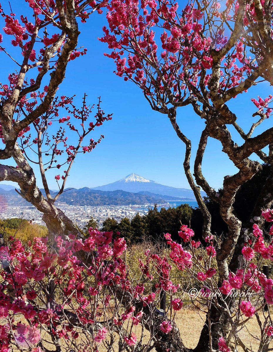 おはようございます🌸
　　　1/7の誕生花はウメ
　　🎊お誕生日おめでとう🎂
　　　花言葉は「上品、高潔」
　　日本平のウメは2月末頃です。
　　　　富士山と良い一日を…
#ウメ　#日本平 #富士山 #phot #Japan #apricot #mtfuji #happybirthday