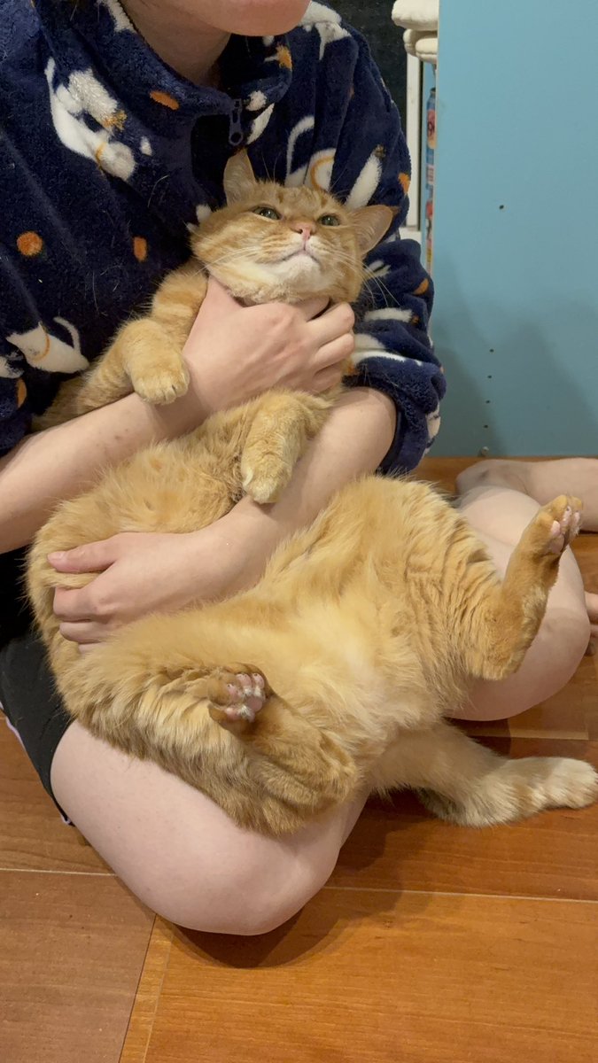 すずつむふう【我が家の可愛い猫's】 (@kagisuzu0531) / Posts / X