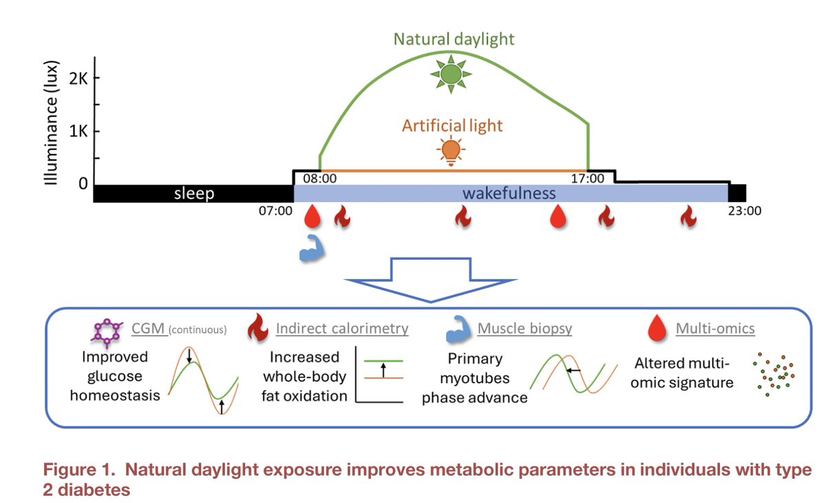 EricTopol's tweet photo. Exposure to natural daylight has important and salutary impact on our metabolism, and that's especially noted in people with Type 2 diabetes
https://t.co/x3lN1kWWx6