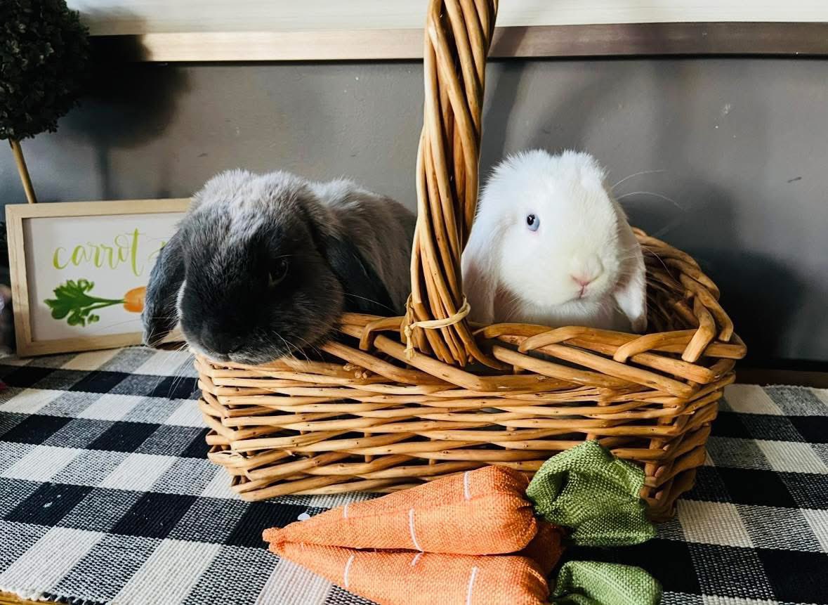 chicago_pickles's tweet photo. @RabbitoftheDay @VFacure Pickles and Olive say hello. https://t.co/qMkrM30YHc