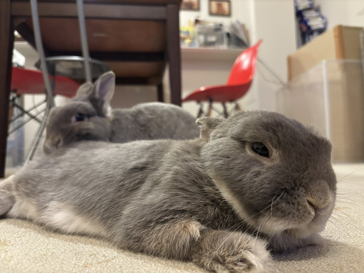 寝てるぴんのお尻をいじるたぬ🐰