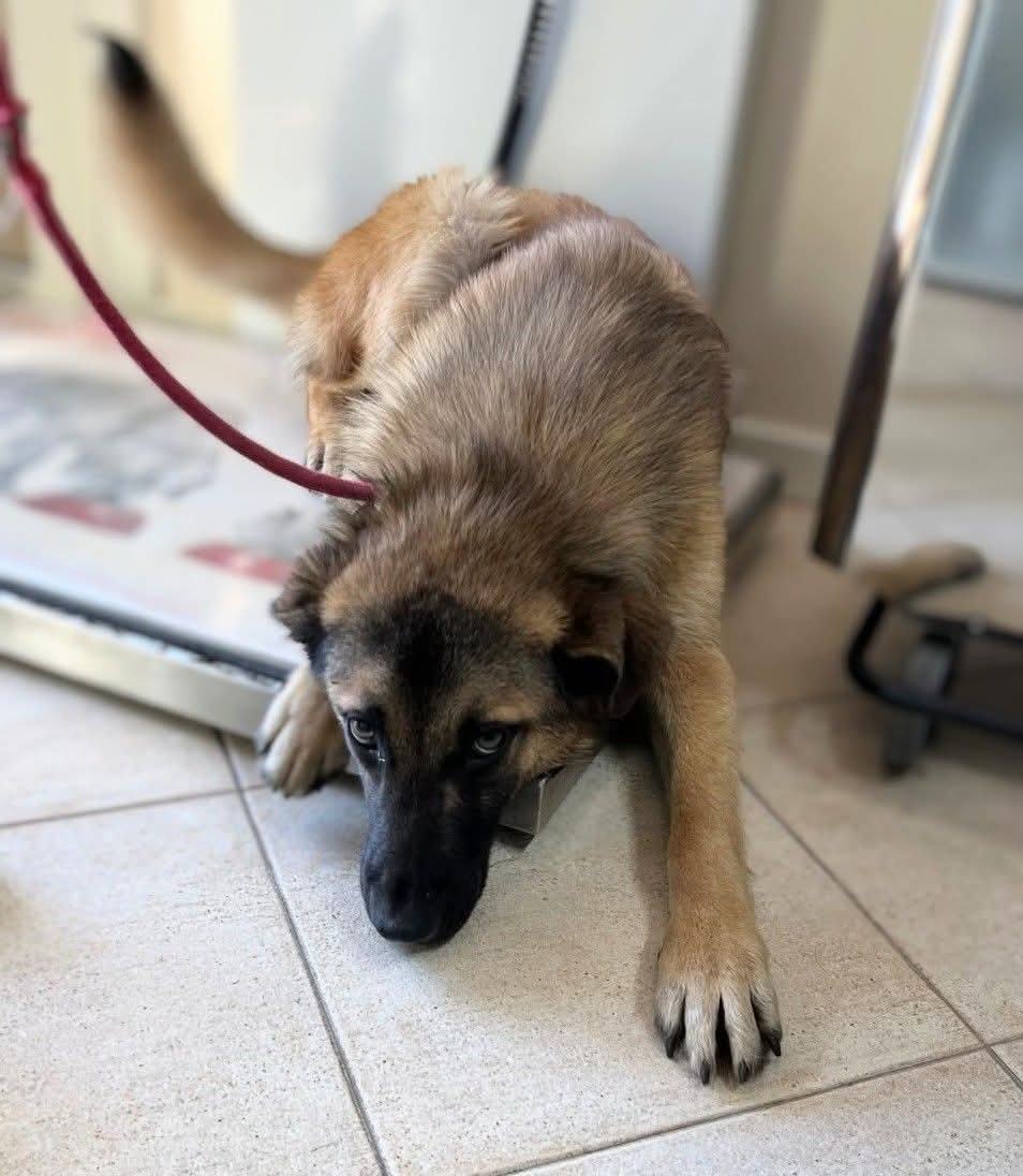 tiziana_55's tweet image. Carini (Pa)È stato trovato sullo scorrimento veloce Palermo-Sciacca, privo di chip, vivo per miracolo.
Dovrebbe avere un età presunta di circa 8 mesi, taglia media / grande. Carattere buonissimo
Lo abbiamo chiamato SKY (gabbia 112)
Per info e adozione
351 422 4320