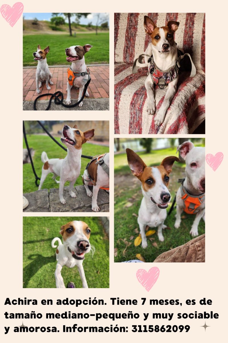 Achira es una perrita talla mediana pequeña (11k) fue rescatada del maltrato por mendicidad en Bogotá 🤬  su recuperación ha sido exitosa y busca un gran hogar con tiempo, le encanta jugar y es muy activa 🦮. Si no la pueden adoptar pueden apoyar sus vacunas, informes: 3115862099