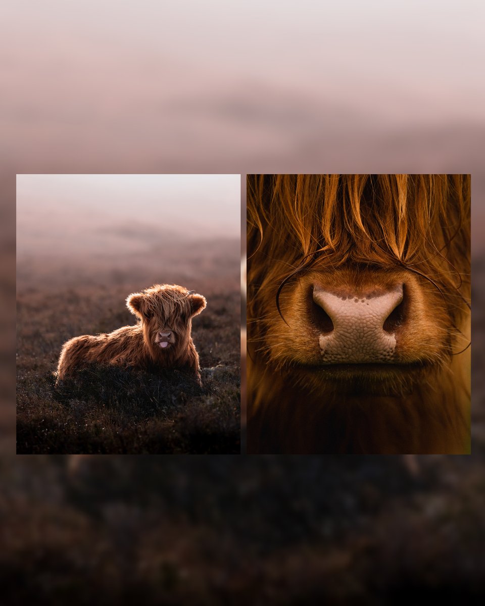 Adobe Lightroom tweet media