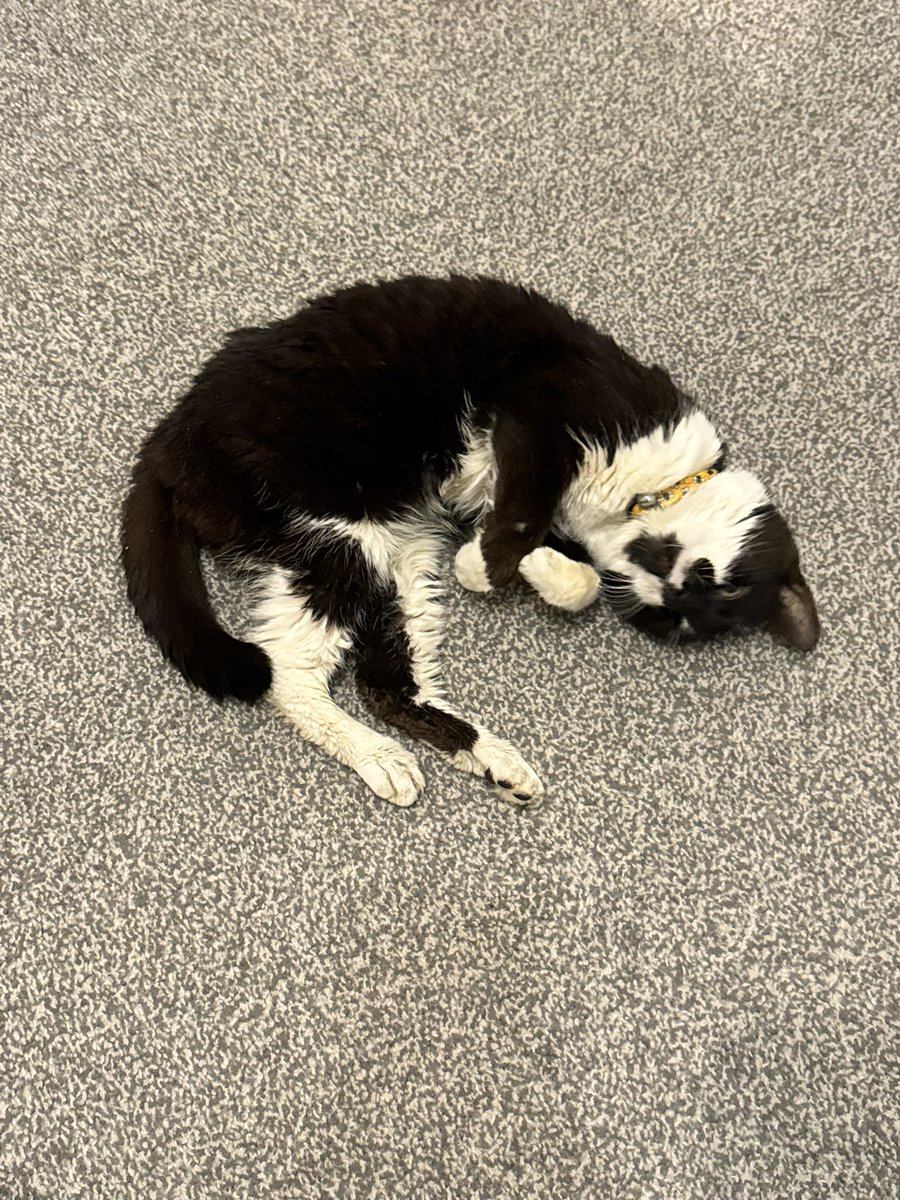 She’s moved in! Got my fur baby at my house and not my mums house