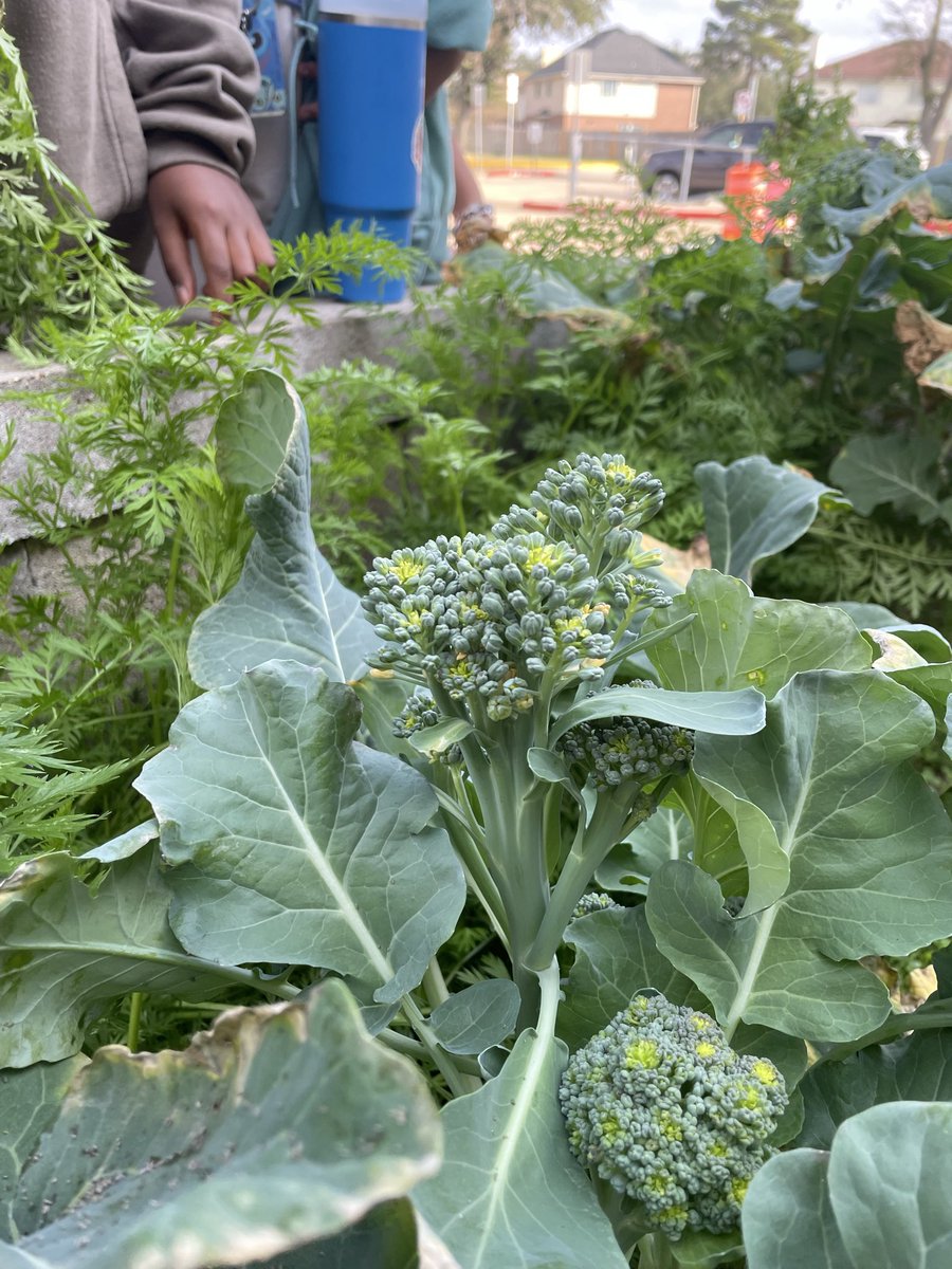 Jowell Jaguars tweet media