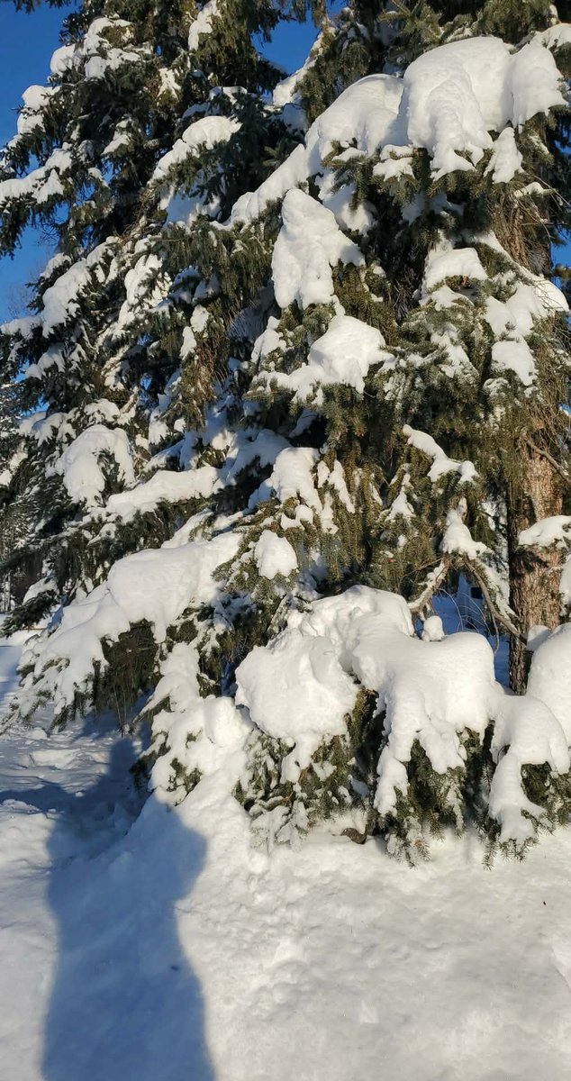 LindaMywaart's tweet photo. I've got the January blues and I'm loving em...blue Alberta sky and sunshine that actually felt warm on my face #getoutside
#winterwonderland #retired #rewiring #refiring https://t.co/KAME5f7TUG