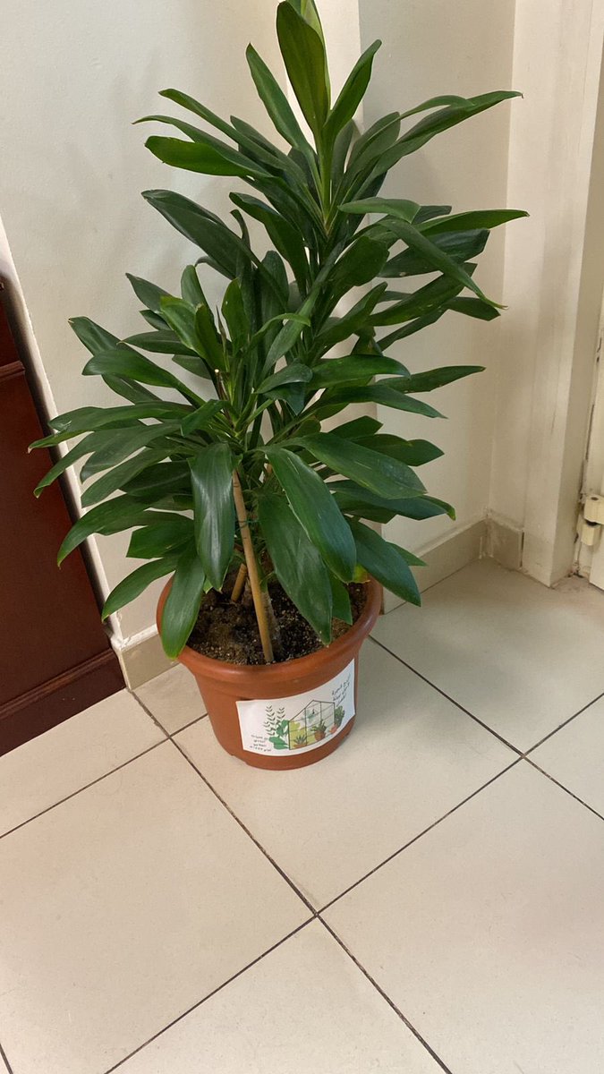 تم إقامة فعالية التشجير في كلية التربية، يوم الأربعاء ٢٠٢٥/١٢/١٧م - ١٤٤٦/٦/٢٦هـ حيث تم توزيع نباتات مصحوبة بعبارات توعوية، بهدف تعزيز الوعي البيئي ونشر ثقافة الاهتمام بالطبيعة 
#كلية_التربية #نادي_التربية #عمادة_شؤون_الطلاب #جامعة_أم_القرى