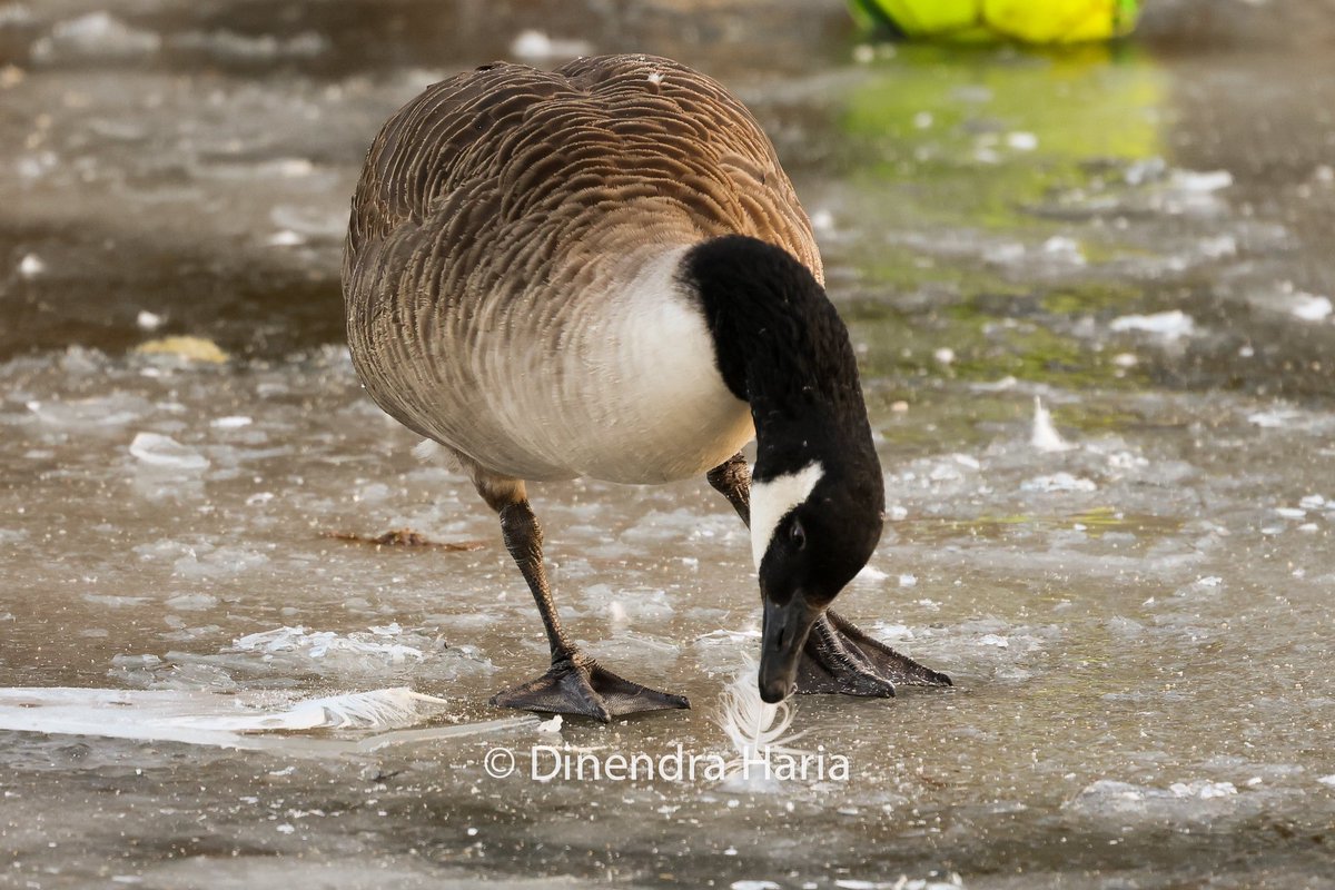 Dinendra_Haria's tweet photo. In the frozen pond, the grey heron remains watchful, a duck carefully frees a feather trapped in the ice, while others gaze in amazement at the frozen surface, and a dog revels in the snow. #Snowinlondon #London #londonweather https://t.co/Y9eJeYHG8G