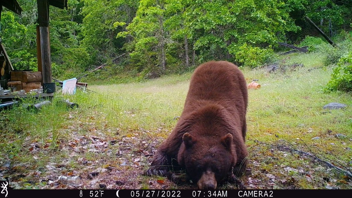 Trail_Cams's tweet photo. https://t.co/I0EOUHdJdo