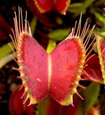 treemissions's tweet image. 🌱 The Venus flytrap can count! It needs exactly 5 to 6 triggers of its tiny hairs within 20 seconds to snap shut on its prey. Talk about plant precision! 🪰 #PlantPower #NatureIsCool