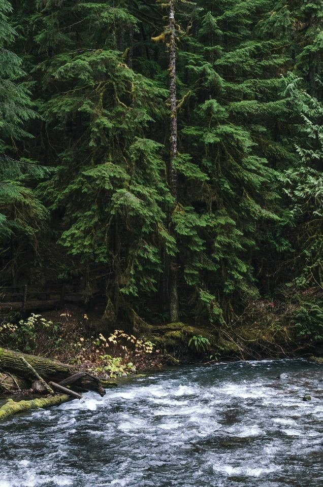 elemmiressoul's tweet image. peaceful forest.