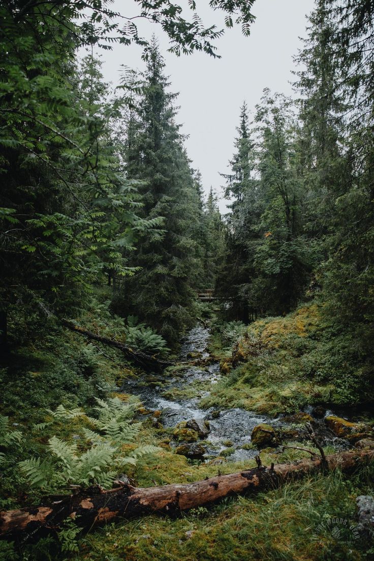 elemmiressoul's tweet image. peaceful forest.