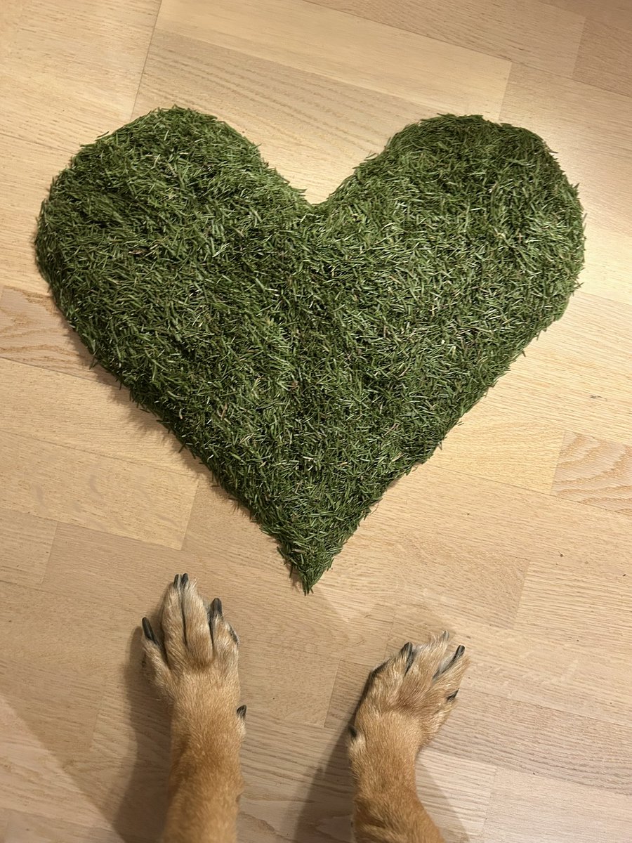Topi_the_dog's tweet photo. Kuusi joutu pihalle ja kostoksi pudotti melkein koko neulaspeitteensä.

Kun elämä antaa havunneuloja, 
tee niistä sydän 💚 https://t.co/jY4nGVVbPC