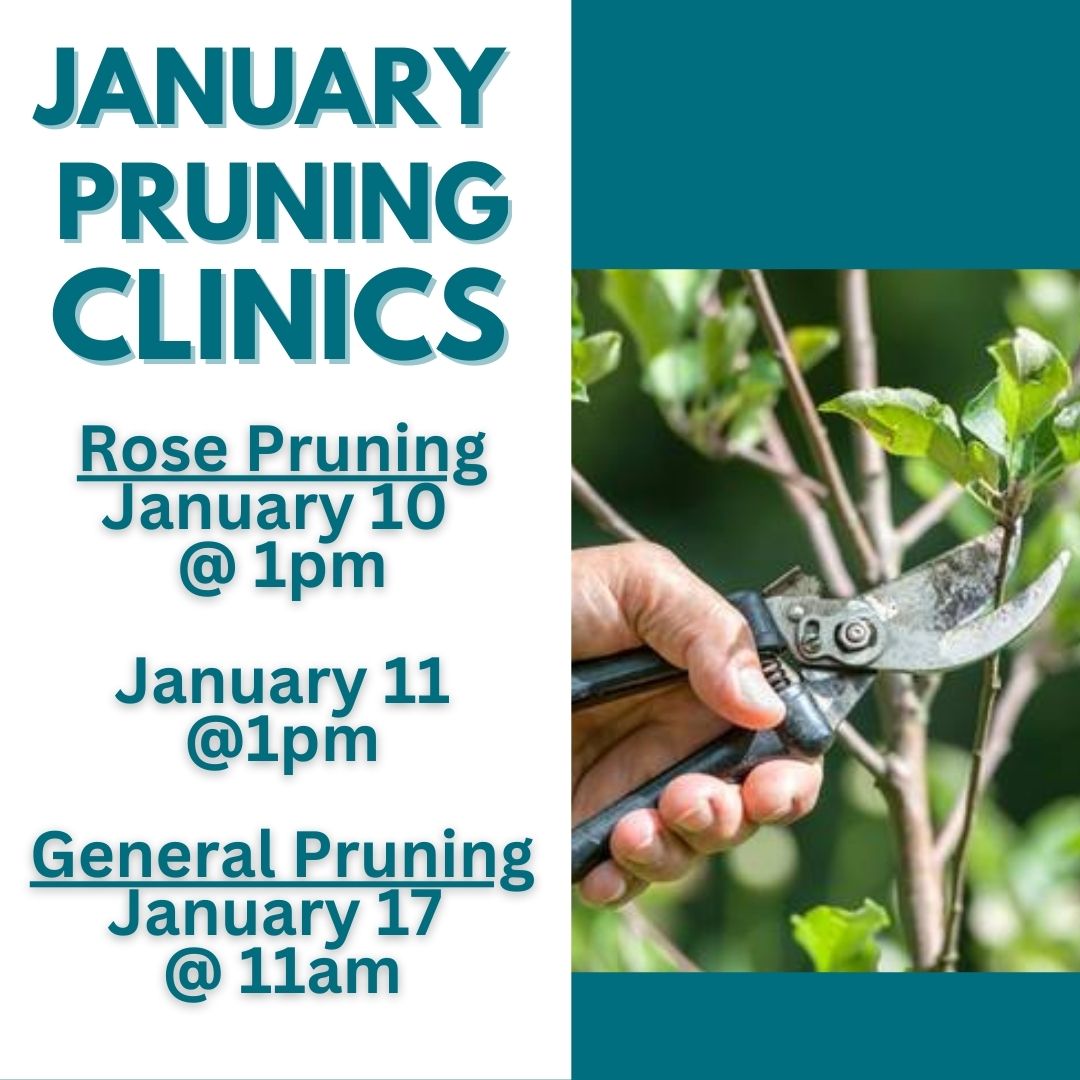 January is the time to prune many things in your yard for future success. We have some seminars coming up to help you out with this important task.