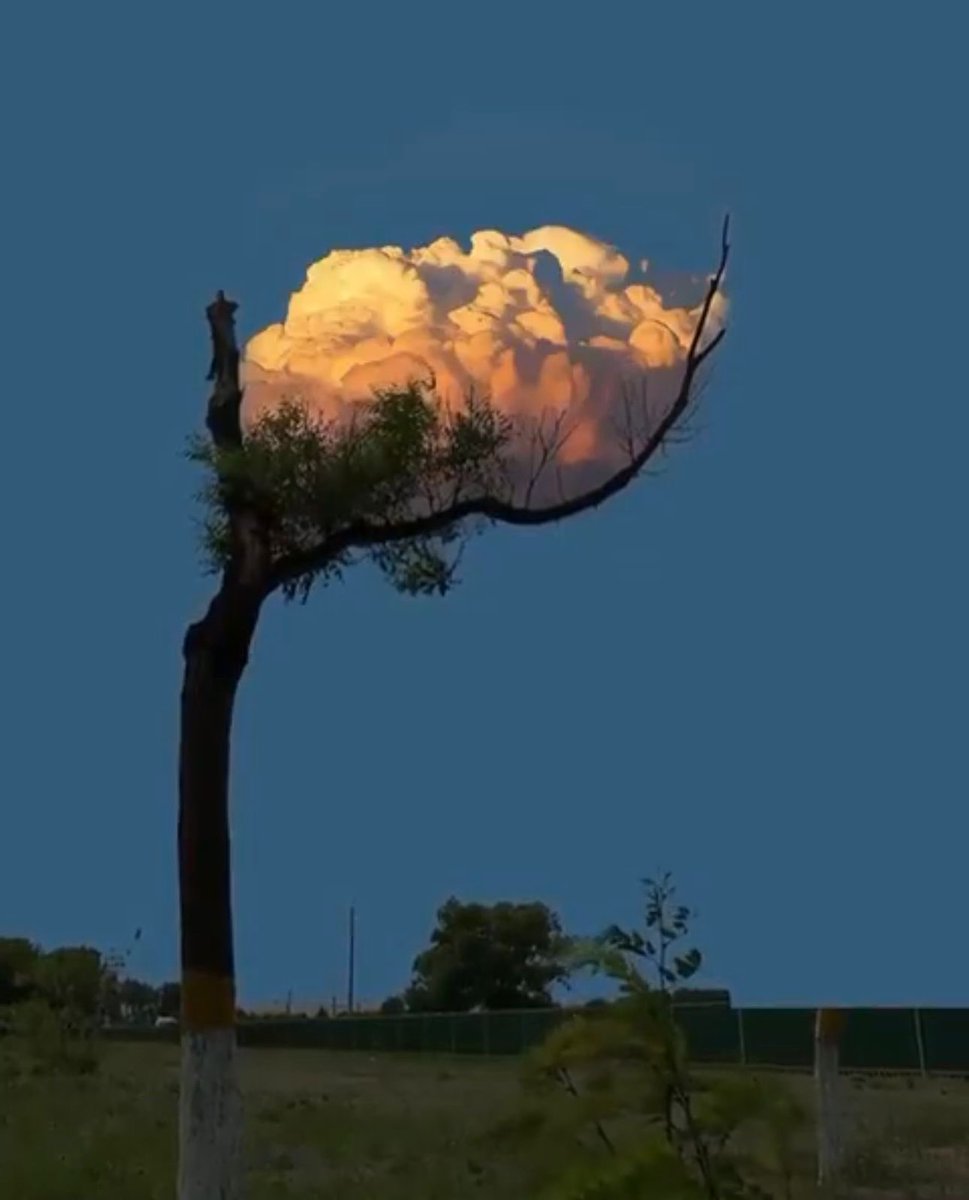 naifalrashidi's tweet image. من عادة الغيم راحل والاراضي تقيم،
انا أرضك البور و أنت الغيمة الراحلة ، 

بكرة يعود الشتاء وتعود الأيام ديم،
والطير يرجع لغصنٍ كان يرتاح له !

_ محمد علي العمري .. ذات مساء صيفي مثقل بالانتظار والشعر والأمل .