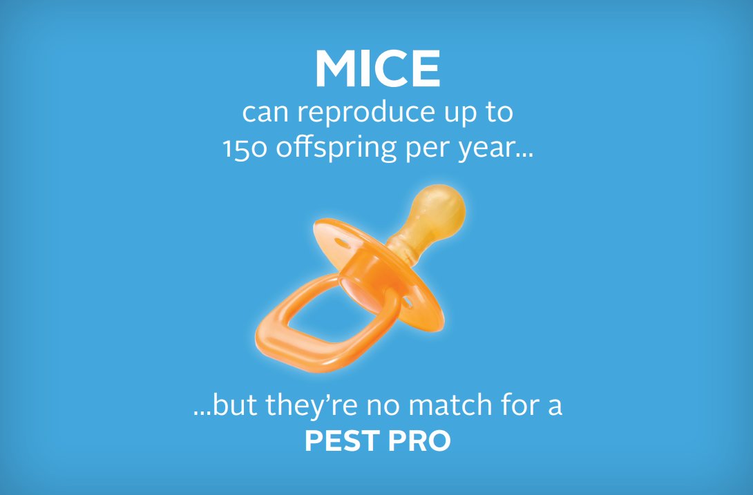 empestcontrol14's tweet photo. Did you know? Mice can reproduce up to 150 offsprings per year. We respect the hustle, but we prefer a quiet home! Our Essential Protection Plan focus on exclusion, so you never have to worry about the "math" getting inside. 🏠🚫 #pestcontrol
https://t.co/fqqY5b1o4w https://t.co/7ix1iaKEem