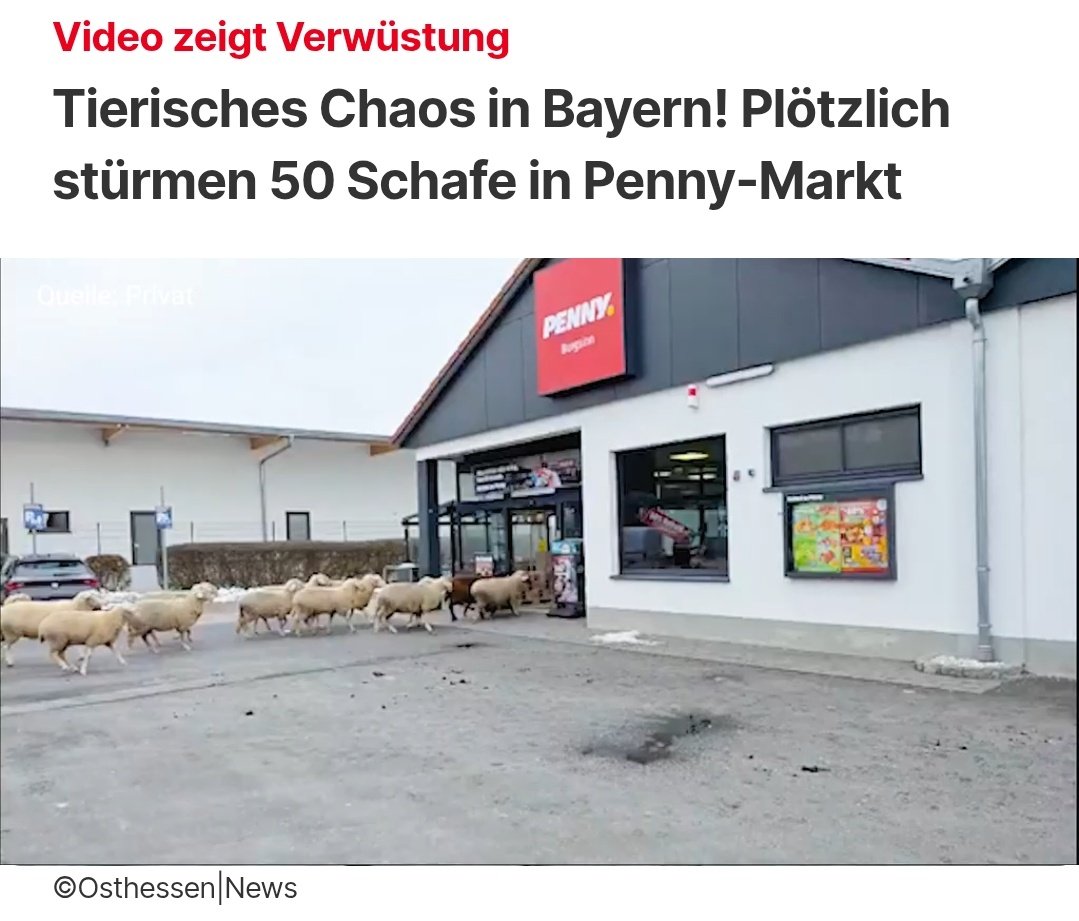 CDU-Wähler beim Einkaufen 🤡🐑