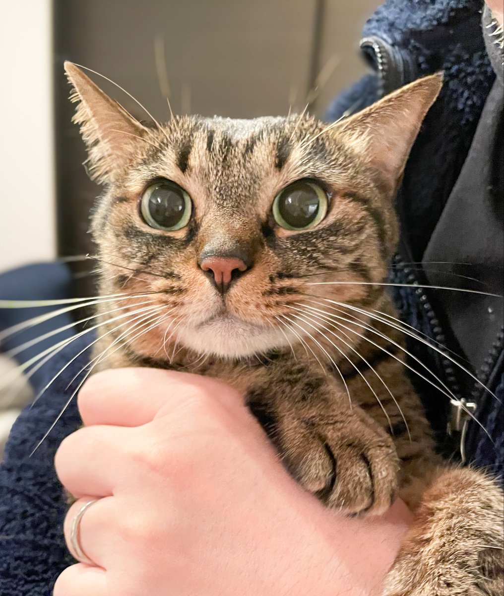 きじとら様 寝る前 つく様もNANA様も最高です！