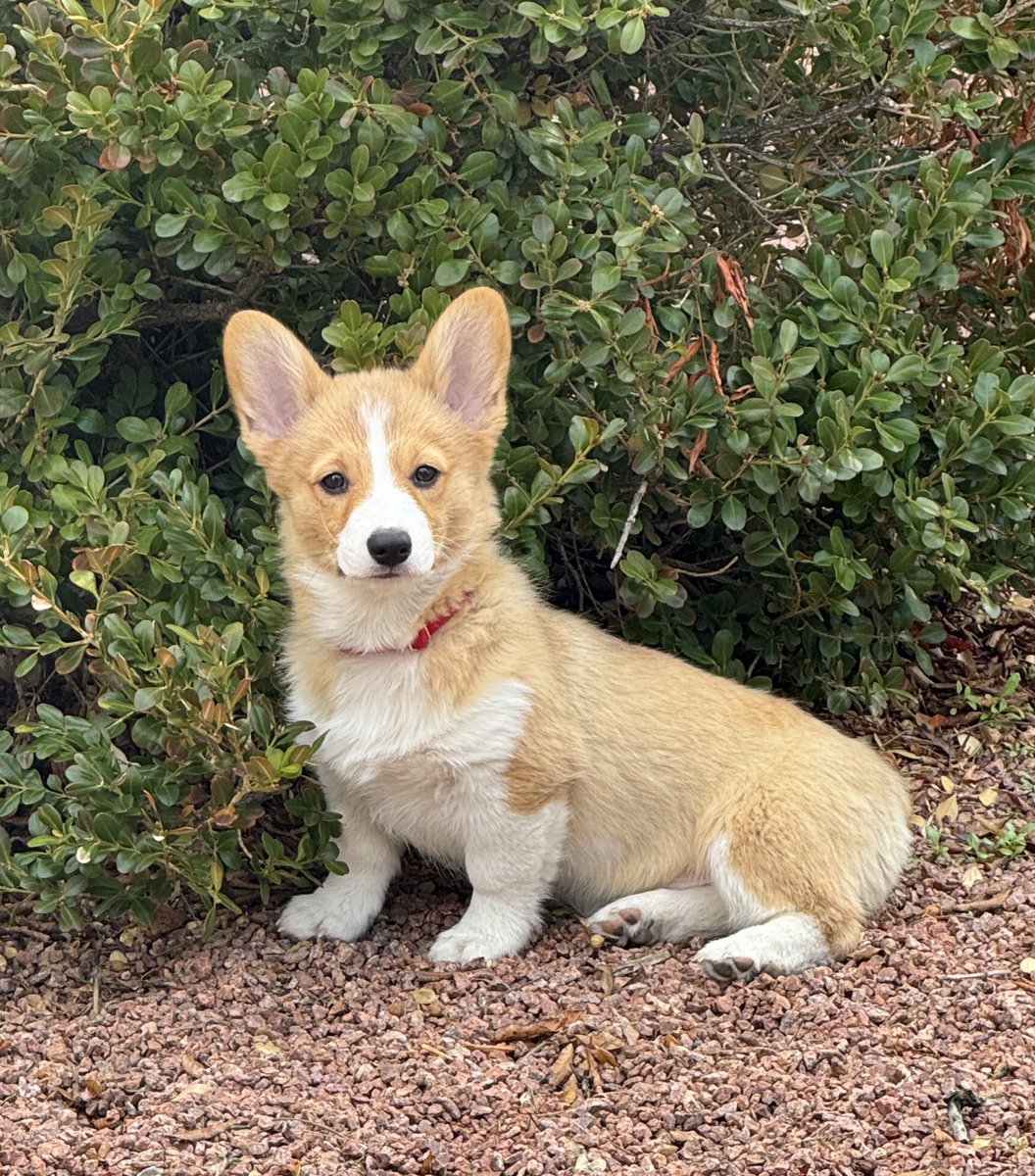 x3Dustco 🌱FanFest tweet media