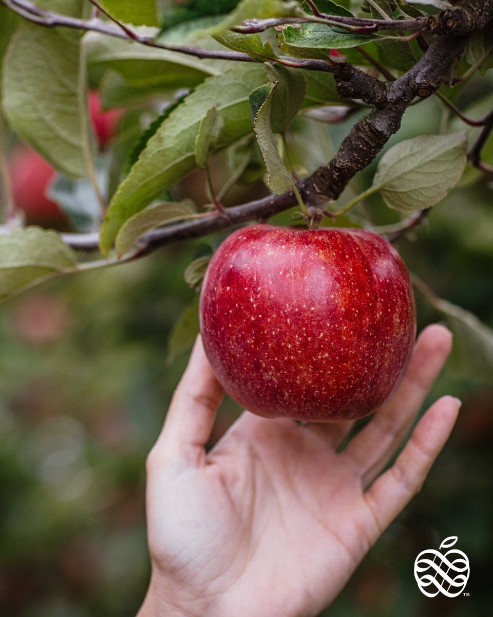 Envy Apples tweet media