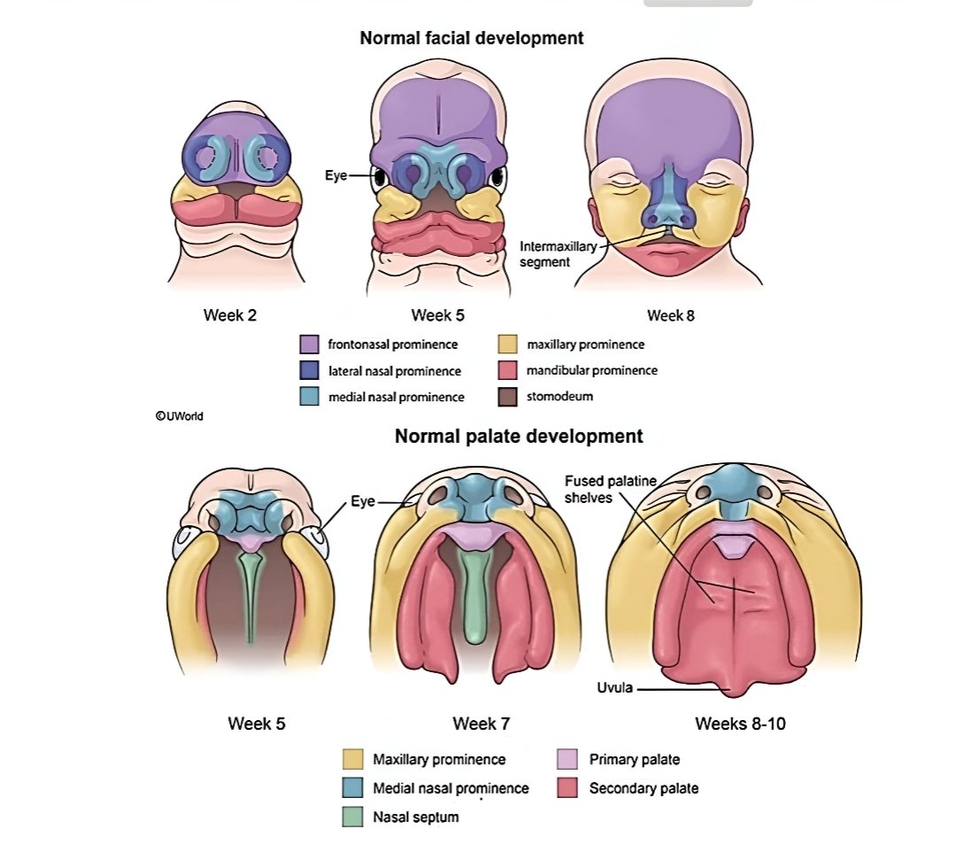 Facial development in embryology 
( فَتَبَارَكَ اللَّهُ أَحْسَنُ الْخَالِقِينَ )