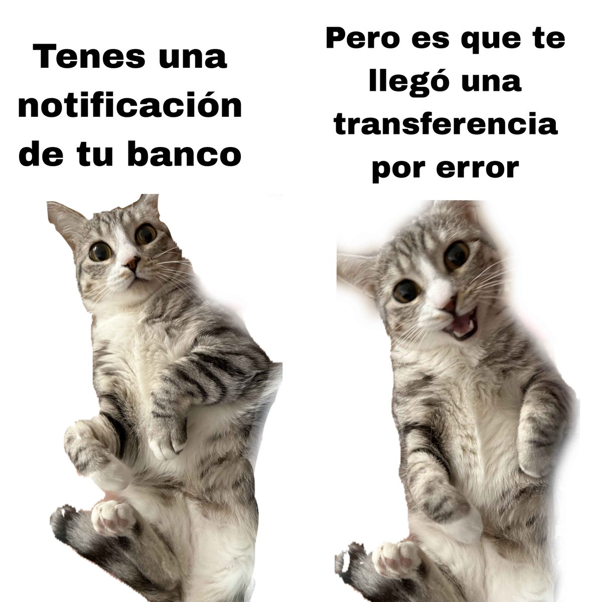 Mai Noboshi 🔮☠️ tweet media