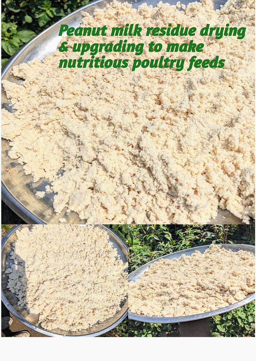 NillyRonalds's tweet photo. @BiotOrganics we’re now introducing peanut milk—a plant-based, lactose-free alternative, perfect for children and households. Our first strawberry flavor is in testing. We turn product residue into poultry feed, supporting a circular economy &amp; sustainable agribusiness in Uganda. https://t.co/FbkXgGU9sW