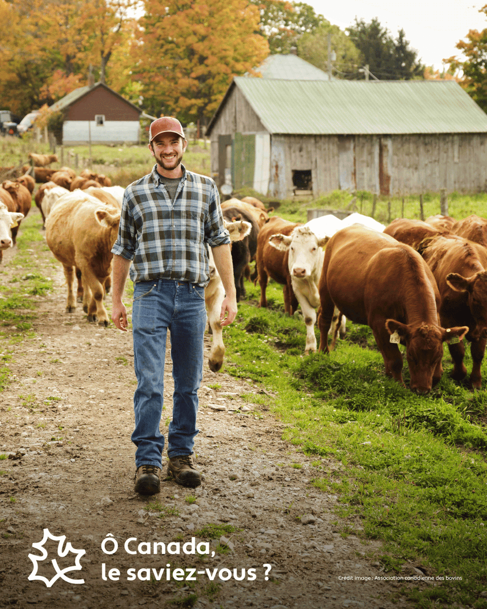 cdnfoodsystem's tweet photo. Le secteur canadien du bœuf génère environ 347 000 emplois au Canada, directement ou indirectement, avec chaque emploi dans le secteur générant 3,9 autres emplois ailleurs dans l’économie. ​
👉 Pour en savoir plus : https://t.co/gmGRhFUSFs
​#NotreAlimentationNotreAvenir https://t.co/FOIa68fJ1P