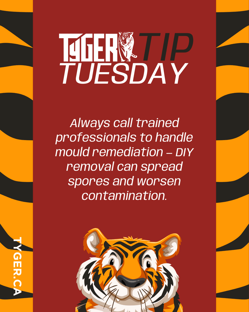 TygerGrp's tweet photo. Did you know? Mould is often just a sign of a larger issue hiding behind walls, floors, or ceilings. 

Proper remediation goes beyond what’s visible to help protect indoor air quality and prevent future damage.

#TygerGroup #Tyson #TipTuesday https://t.co/xW44BUqa8P