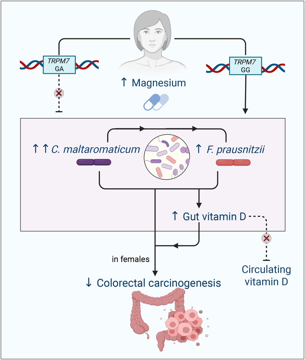 Magnesium may help make vitamin D adequate.

Personalized magnesium glycinate supplementation (12 weeks) increased levels of two vitamin-D-producing microbes in the gut: C. maltaromaticum (by 23%) and F. prausnitzii (by 2%).

Magnesium supplementation also raised 25(OH)D3 levels