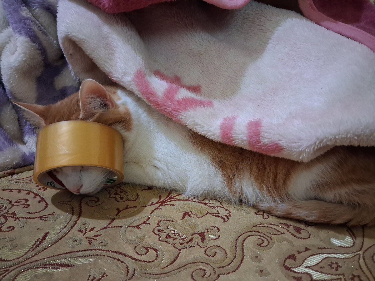 Yok böyle bir yatış 😍😘 #Fıstık