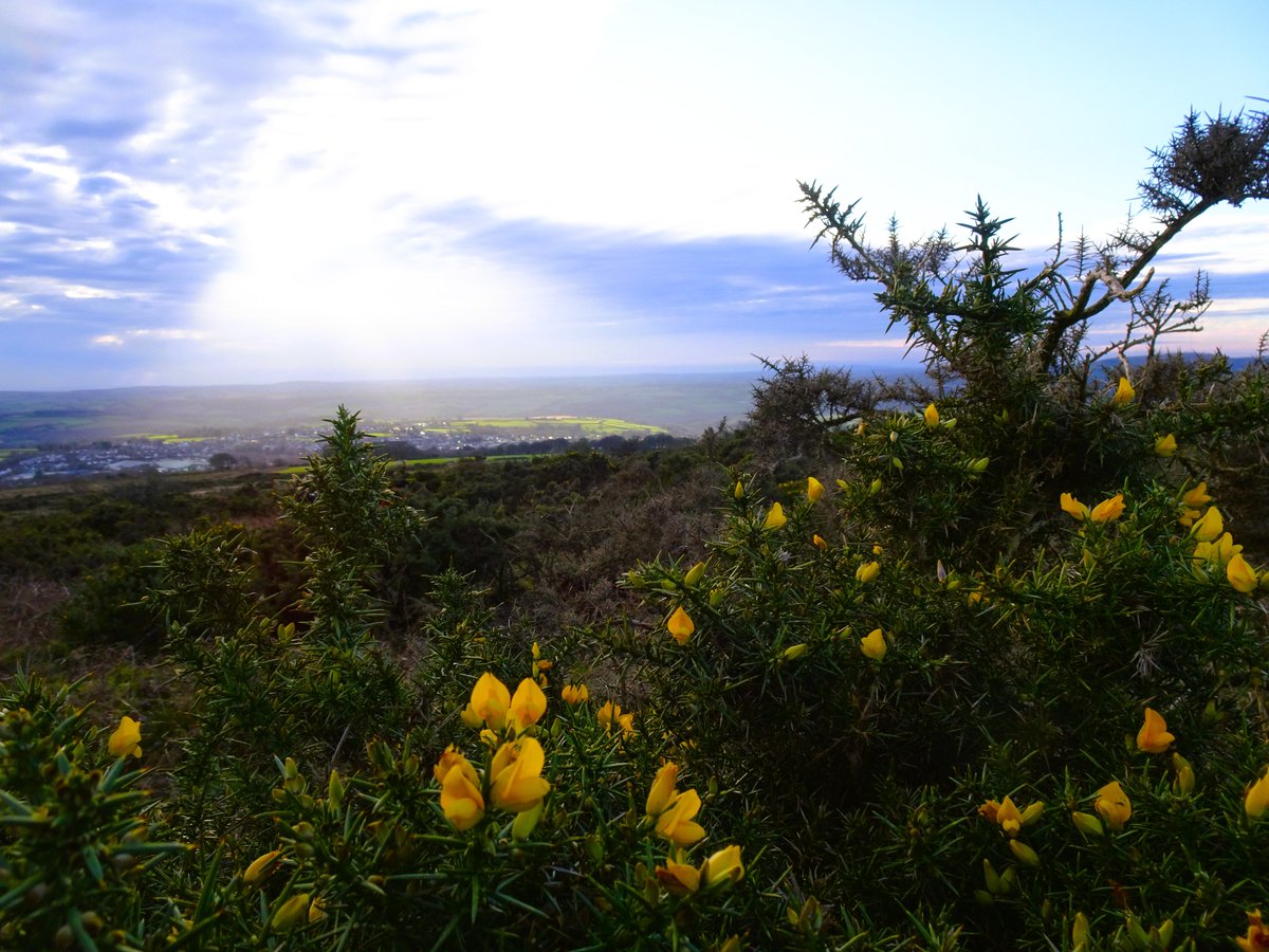 Word Loft - Sue Claremont tweet media