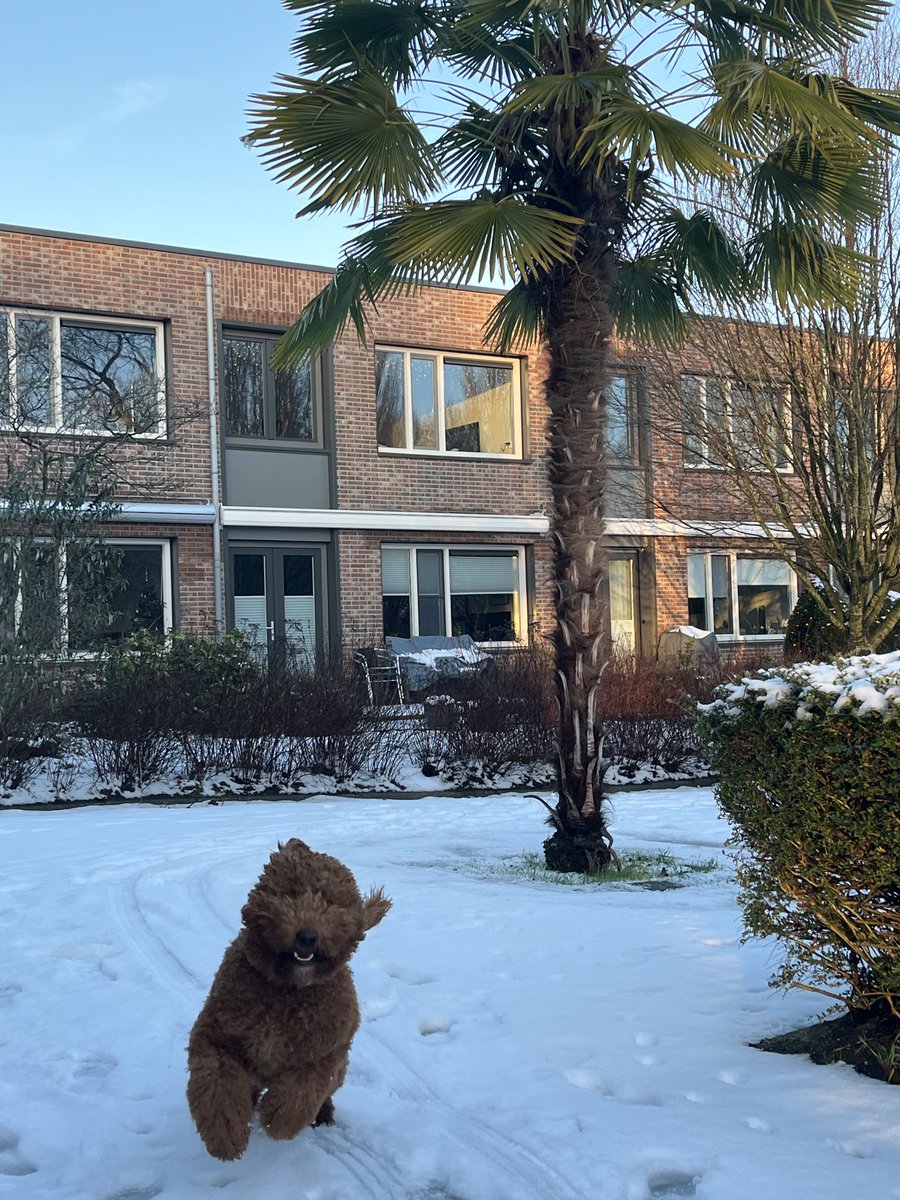 TrouserTwit's tweet photo. Enigste park met een palmboom in #Dordrecht #Merwedepolder https://t.co/IlpvEiqC5K