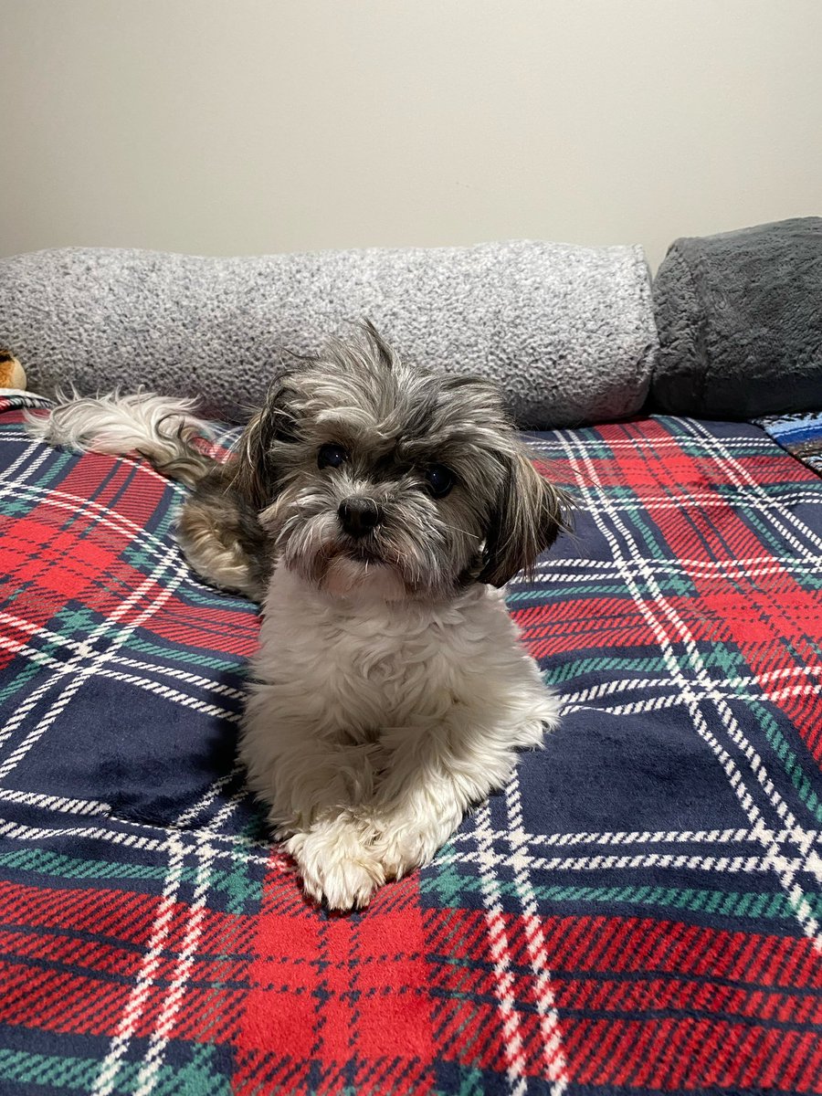 myrna217's tweet photo. Izzy! ❤️🐾🫂 https://t.co/ELJLBBQOrq