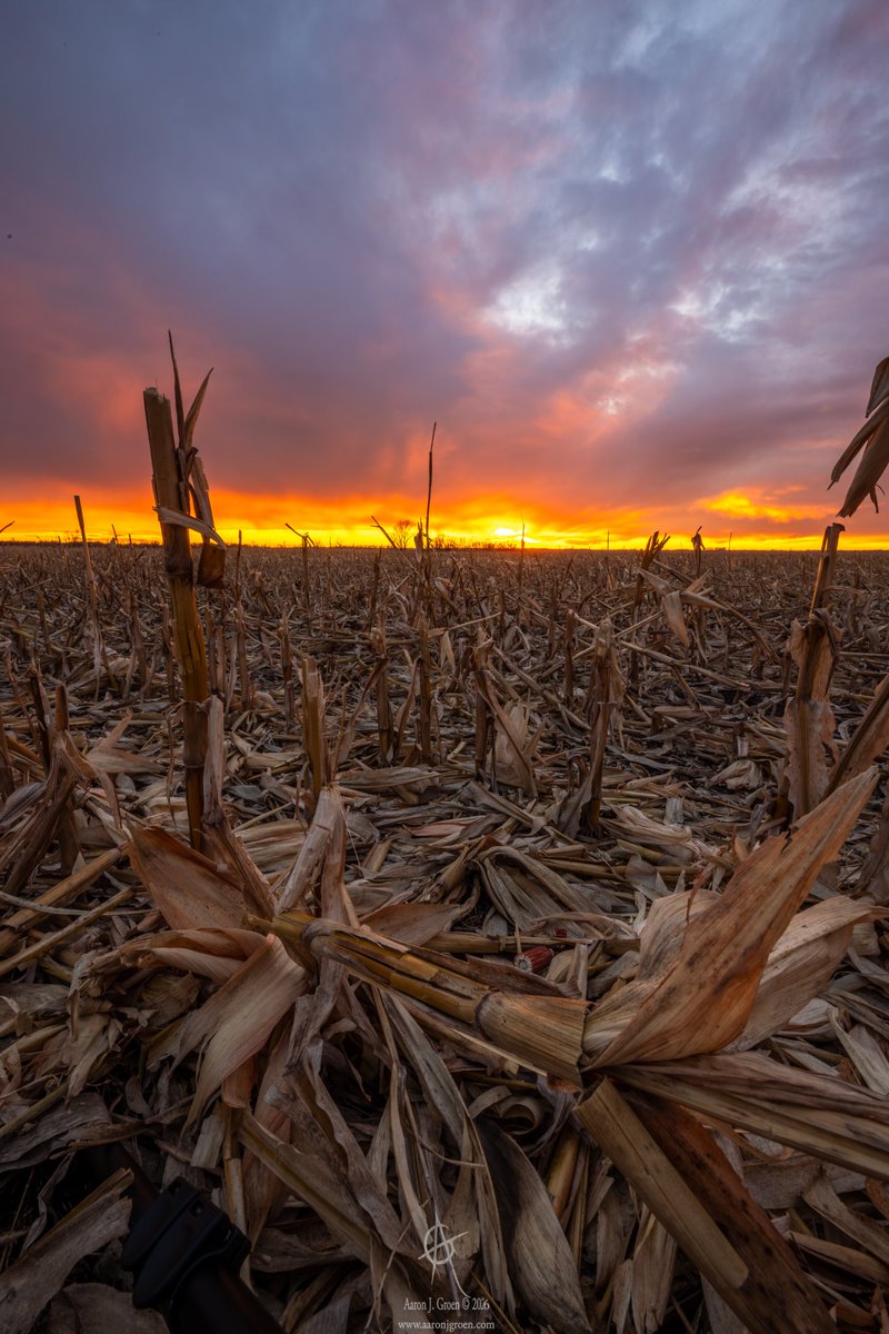 "Fire over the Harvest Bones"
I went thru all the photos and this one stuck out with the most color, peak of #dusk! 
© Aaron J. Groen 
🗓January 5th 5:10pm 
📍Huron, #SouthDakota 
Single exposure #photography 
📷CanonR5 and 16-35mmf2.8L III usm lens 
@ 1s f/22 100iso 16mm