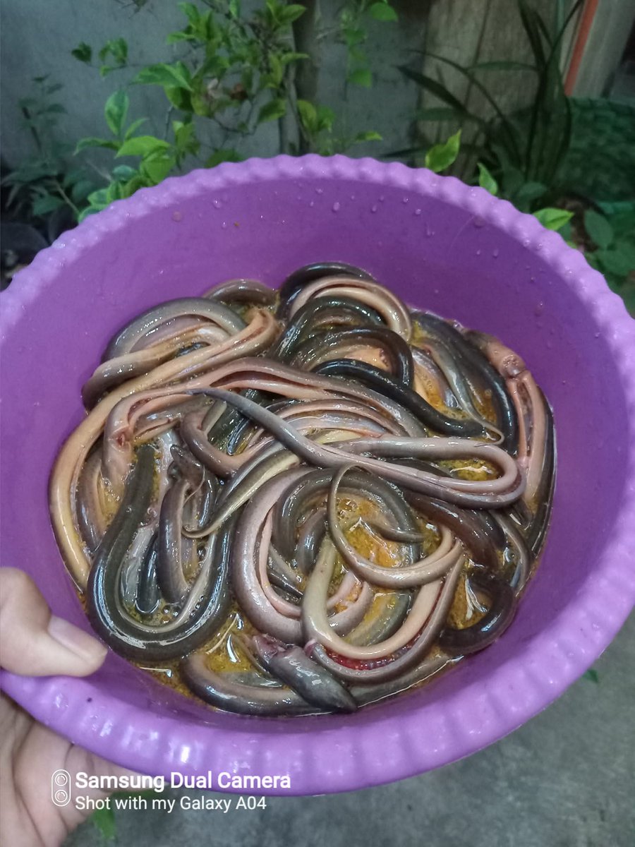 Excel_Dee's tweet photo. Hanya Berbagi,Bukan Menggurui...🙏
Belut di sawah itu bukan cuma soal hewan, tapi indikator ekosistem hidup. Saya jelasin utuh ya, dari ilmiah sampai titen.

Sawah yang masih ada belutnya : artinya apa?

1. Indikator kualitas lingkungan sawah

Secara ekologi, belut sawah (Monopterus albus) hanya betah di sawah yang :

tanahnya masih gembur & berlumpur alami

oksigen tanah masih ada (meski tergenang)

mikroorganisme hidup

tidak tercemar berat (pestisida & limbah keras)

Kalau belut masih banyak :

Sawah itu masih urip, belum mati secara biologis.

Di sawah yang rusak atau kimianya berat, belut biasanya hilang lebih dulu.

2. Pengaruh belut terhadap tanaman padi (ilmiah)

Dampak positif :

Menggemburkan tanah Gerakan belut bikin pori tanah terbuka - akar padi lebih mudah napas.

Membantu sirkulasi air & oksigen Mengurangi tanah anaerob ekstrem.

Mengendalikan hama kecil Belut makan: 

larva serangga

kecebong

hewan kecil pengganggu akar

Mendukung siklus hara Kotorannya jadi nutrisi mikro.

Catatan kecil (bukan hama utama) :

Pada kondisi tertentu, belut bisa menggeser bibit padi muda

Biasanya terjadi jika : 

tanam terlalu jarang

tanah terlalu lembek

bibit masih sangat muda

Tapi ini bukan hama sistemik, lebih ke efek samping fisik.

3. Titen Jawa membaca belut di sawah

Orang tua dulu bilang :

“Yen sawah isih ana welute, tandhane lemah isih adem lan sugih urip.”

Maknanya :

tanah belum panas oleh racun

air masih bersih

panen biasanya lebih tahan penyakit

Belut sering dianggap :

penjaga sawah

tanda keseimbangan air & tanah

4. Hubungannya dengan hasil padi

Sawah yang masih ada belut:

biasanya akar padi lebih kuat

tanaman lebih tahan rebah

serangan hama tanah lebih ringan

respon pupuk organik lebih baik

Banyak petani organik justru menjaga belut, bukan dibasmi.

Belut = indikator sawah sehat
Dampaknya ke padi lebih banyak menguntungkan
Kalau belut hilang, biasanya sawah mulai capek
Sawah hidup = tanah, air, mikroba, dan belut jalan bareng.

Semoga Bermanfaat...🙏

#TitenJawa 
#IlmuTiten