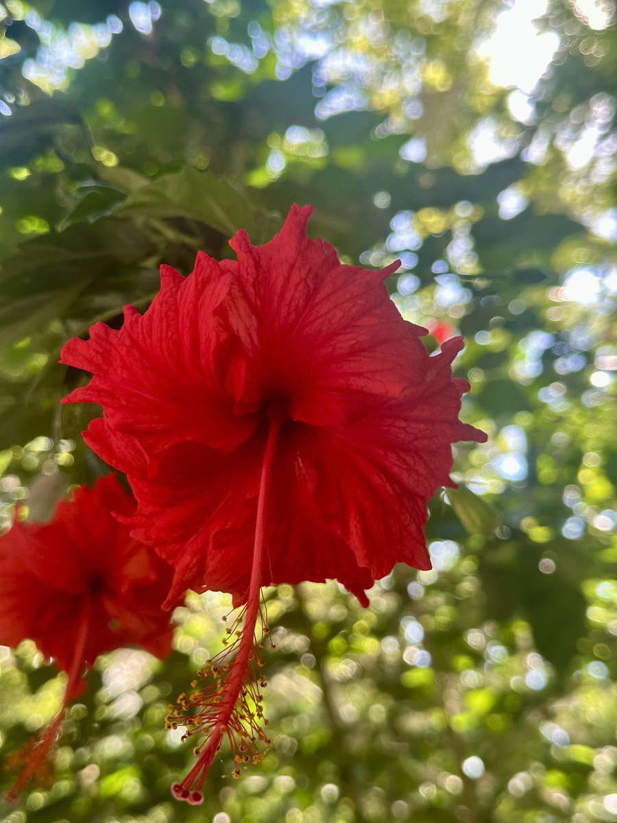 someoneelsekp's tweet image. 6 enero 🌺