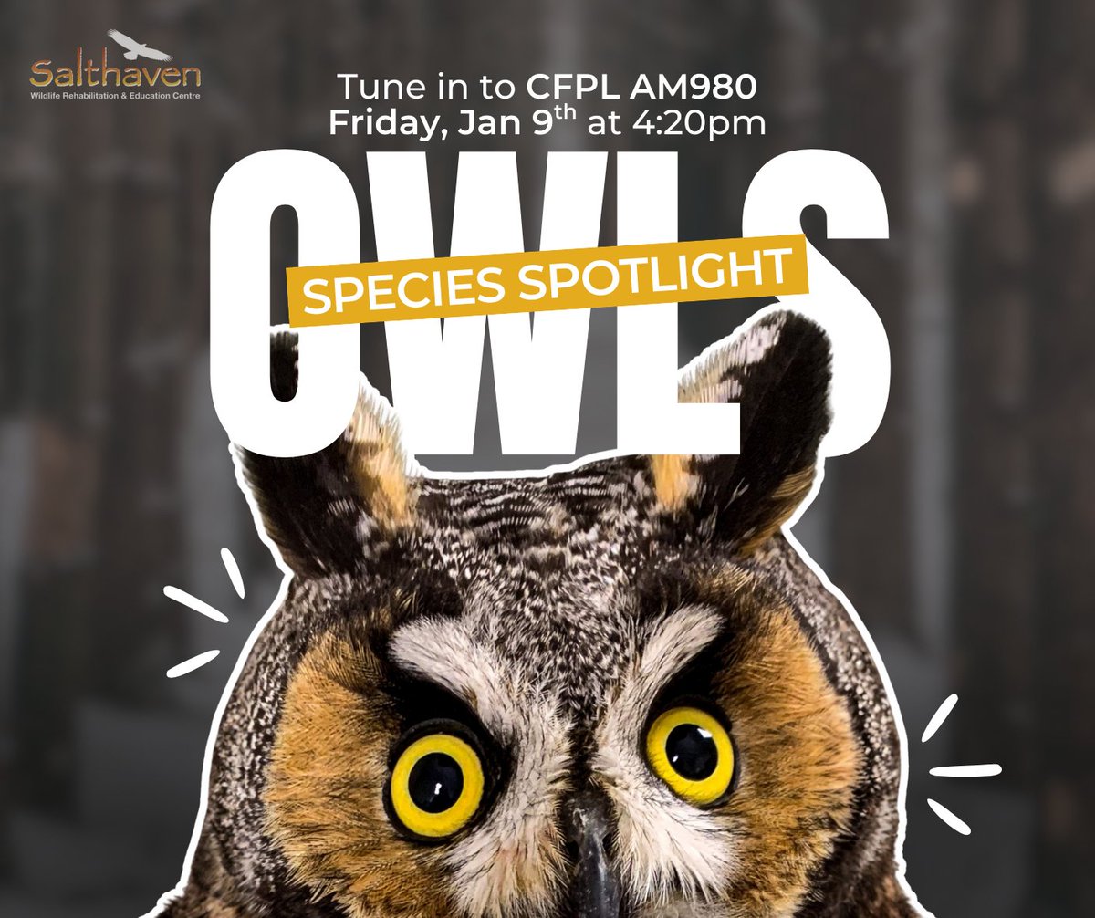 salthaven_org's tweet photo. Whoooo’s ready for some owl talk? 🦉📻
Tune in this Friday, January 9 at 4:20pm. Brian will be on air with Mike Stubbs on CFPL AM980 for a species spotlight on owls, talking about what it takes to rehab owls, fun owl facts, and how we can help protect them. 
#CFPL #Ldnont #owls https://t.co/nQM89cDsDT