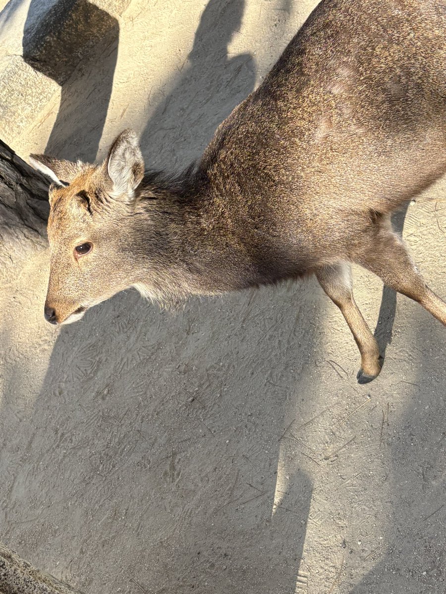 kuma___yoru's tweet photo. あけおめ～☝🏻⸒⸒
お正月はちいあはさんと初詣行った🦌
その時の🦌⸝⋆ https://t.co/dZIqgTWdi9