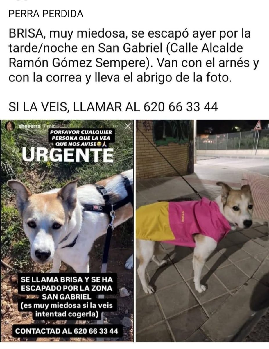 Esta perra se escapó ayer por el barrio  de San Gabriel  en Alicante. Agradecemos difusión