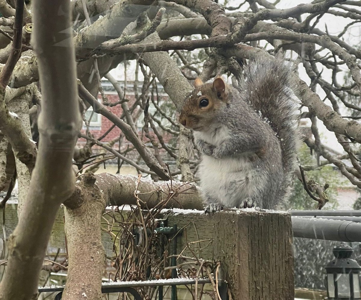 THIS IS LONDON WINTER, FOLKS! Blink, and you miss it! 🙂❤️🐿