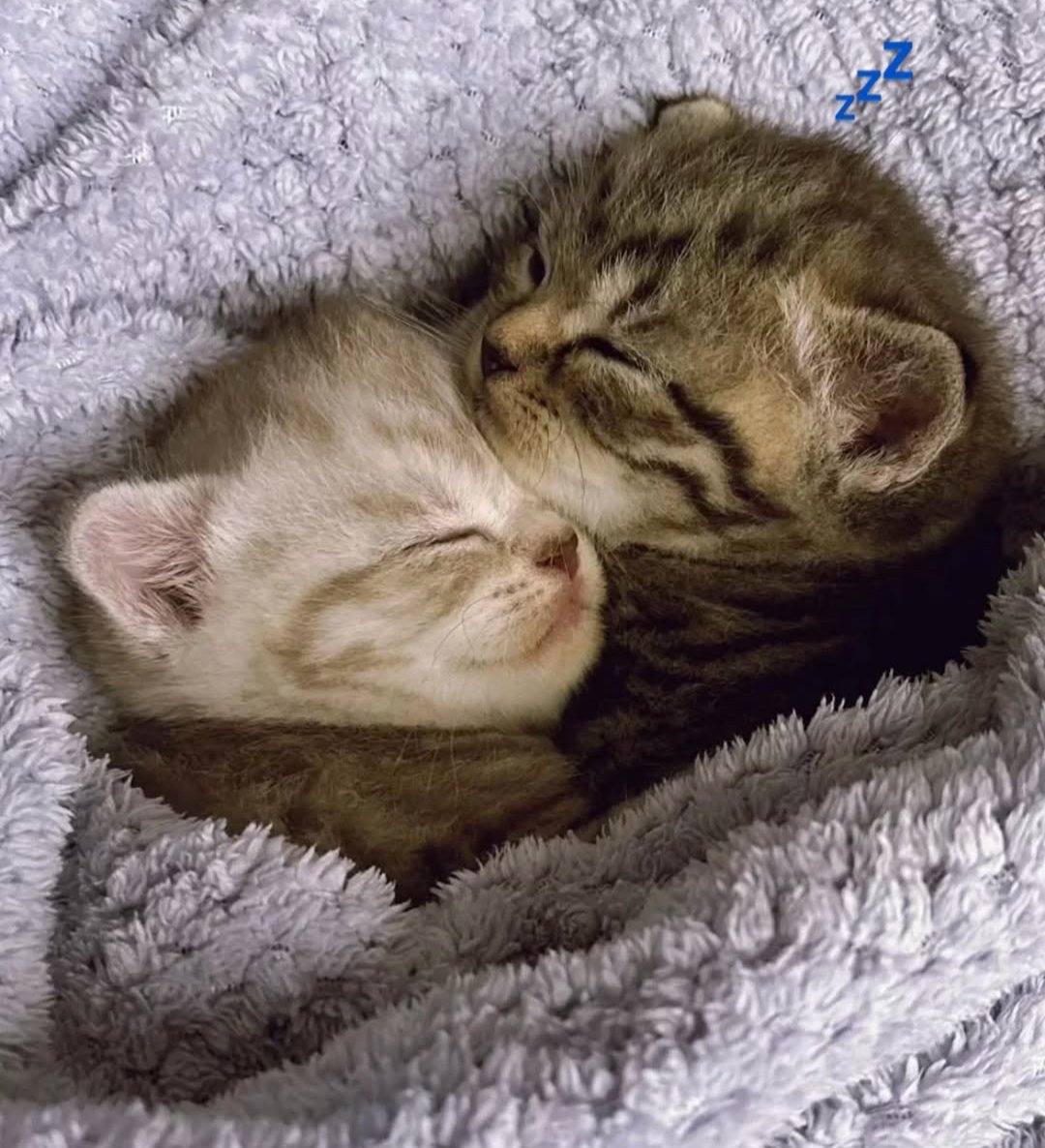 CuteCatsMagic's tweet photo. https://t.co/PAJN5WveT8