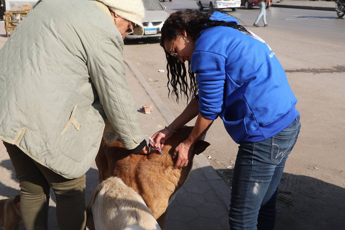 aad_fs's tweet image. @CabinetEgy 
#الرفق_بالحيوان 
#مصر 
#القاهرة_والناس 
- "الزراعة" تبدأ المرحلة الميدانية لتعقيم وتحصين الكلاب الحرة بمنطقة عين شمس: تحصين 293 كلباً في يوم واحد و نقل 25 آخرين إلى الشلاتر للتعقيم

- وزير الزراعة: انتقلنا من إدارة الأزمات إلى الحلول الجذرية في ملف كلاب الشوارع…