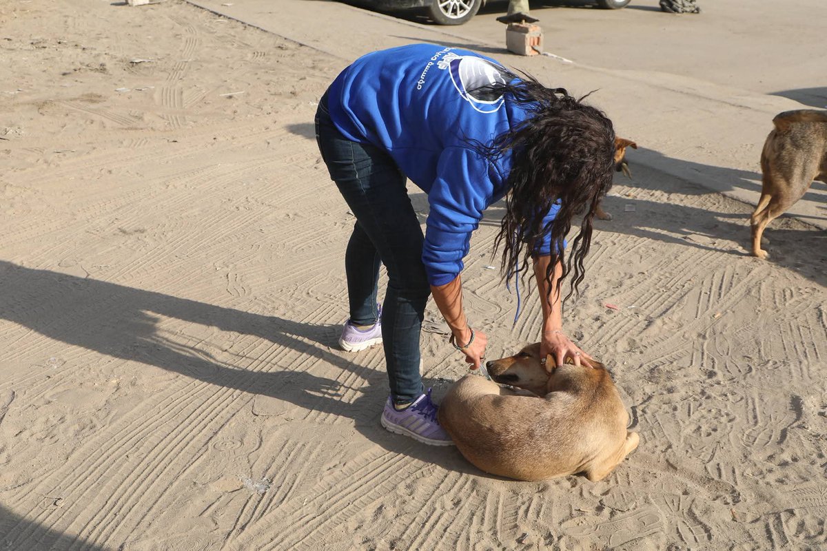 aad_fs's tweet image. @CabinetEgy 
#الرفق_بالحيوان 
#مصر 
#القاهرة_والناس 
- "الزراعة" تبدأ المرحلة الميدانية لتعقيم وتحصين الكلاب الحرة بمنطقة عين شمس: تحصين 293 كلباً في يوم واحد و نقل 25 آخرين إلى الشلاتر للتعقيم

- وزير الزراعة: انتقلنا من إدارة الأزمات إلى الحلول الجذرية في ملف كلاب الشوارع…