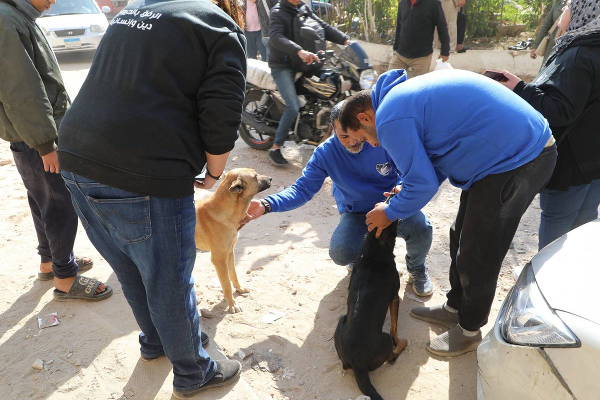 aad_fs's tweet image. @CabinetEgy 
#الرفق_بالحيوان 
#مصر 
#القاهرة_والناس 
- "الزراعة" تبدأ المرحلة الميدانية لتعقيم وتحصين الكلاب الحرة بمنطقة عين شمس: تحصين 293 كلباً في يوم واحد و نقل 25 آخرين إلى الشلاتر للتعقيم

- وزير الزراعة: انتقلنا من إدارة الأزمات إلى الحلول الجذرية في ملف كلاب الشوارع…