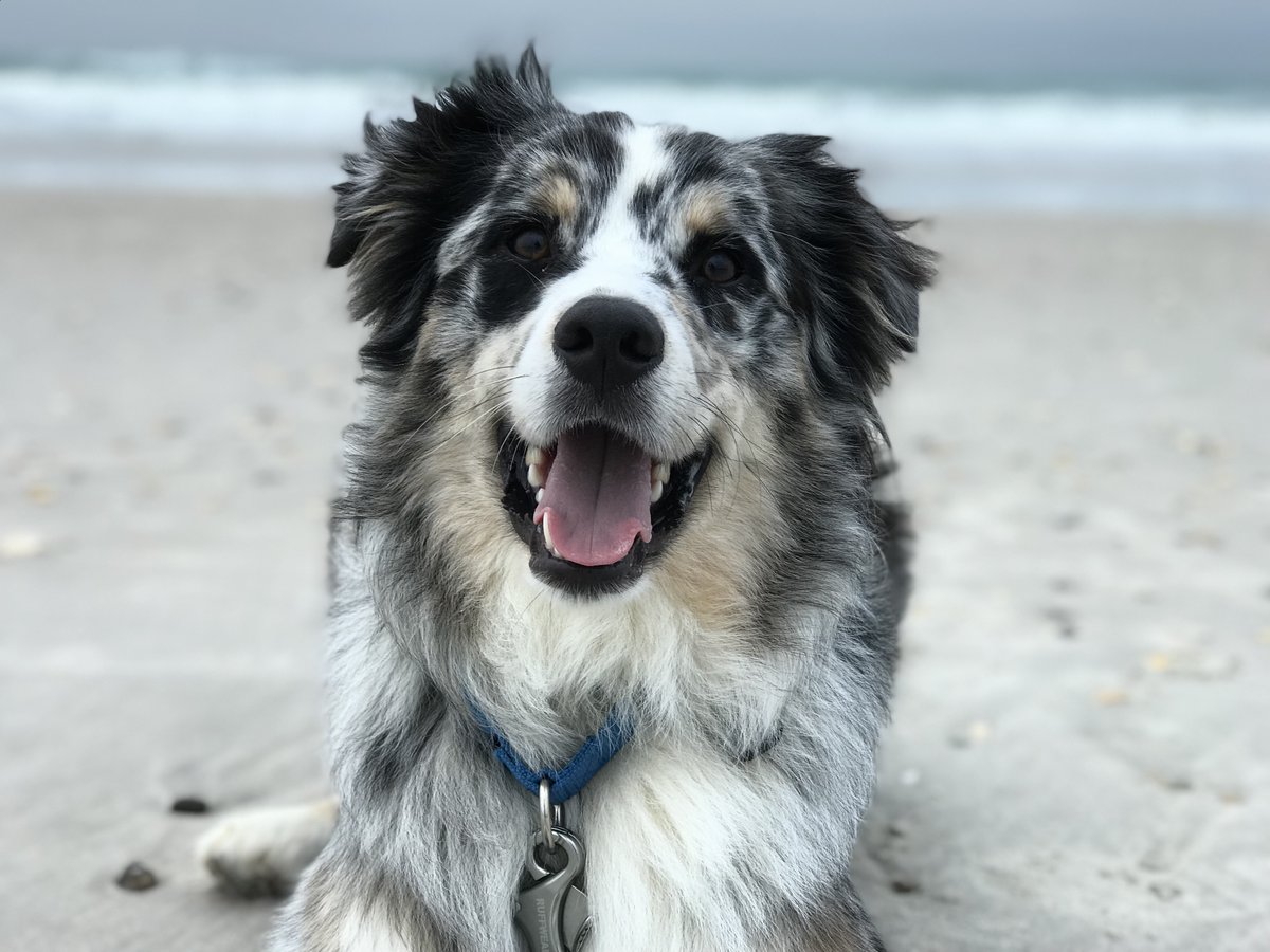 Westley could use a few votes: americasfavpet.com/2026/westley-a… 

#doglovers