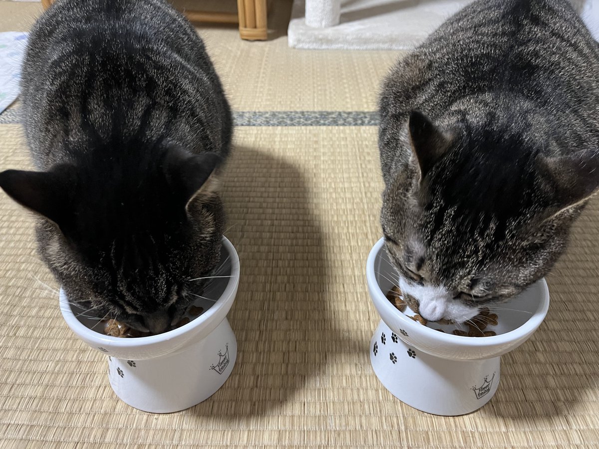 うに様へ♥4/23 うな 23- ZX-25R Slip-On Exhaust BLADE 発売 – モリワキエンジニアリング